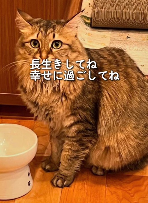 おすわりする猫