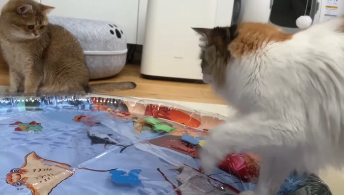 前足を振るうなぎちゃん