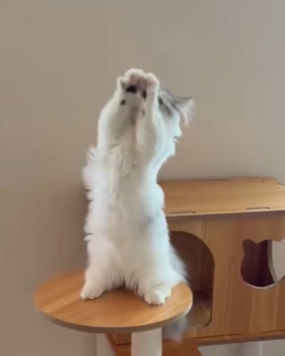 顔の前に前足を出して重ねる猫