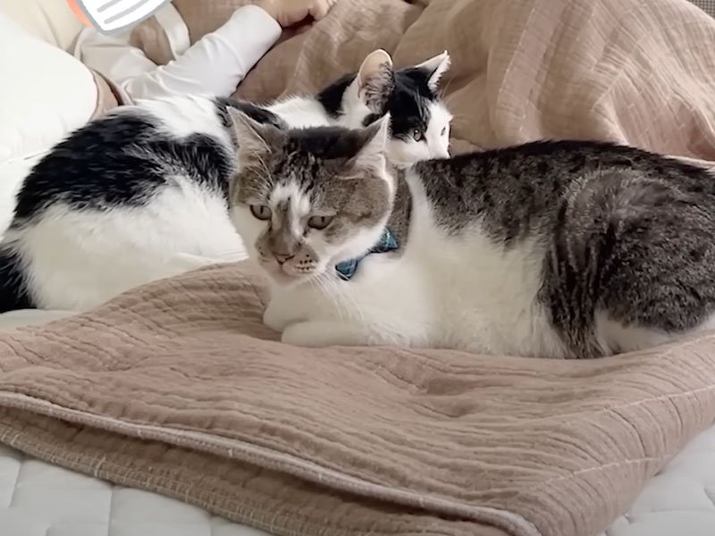 ベッドの上の猫