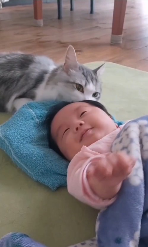 赤ちゃんと猫