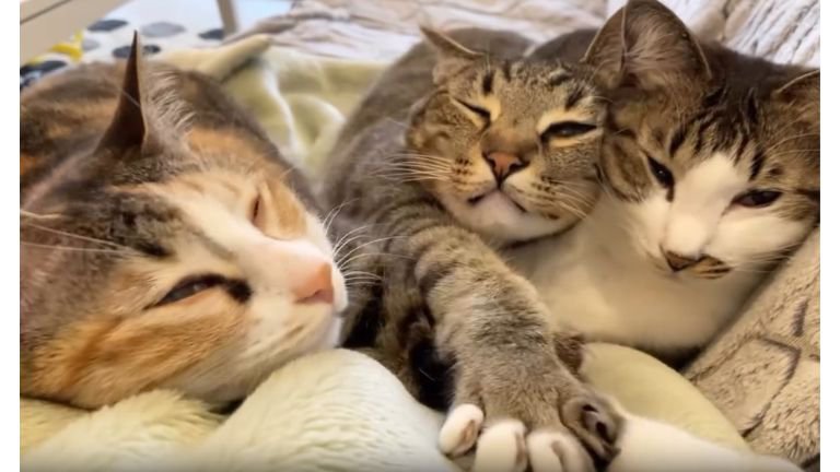 ソファーにいる猫たち