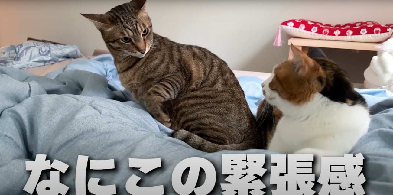睨みあう2匹の猫