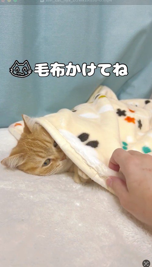 顔まで毛布をかけられた猫