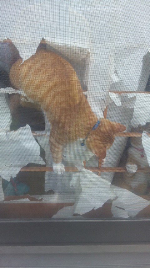 元祖障子破り猫さん