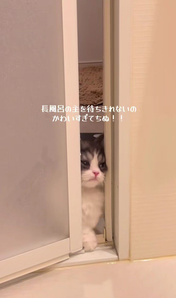 バスルームに入ろうとするトトロちゃん
