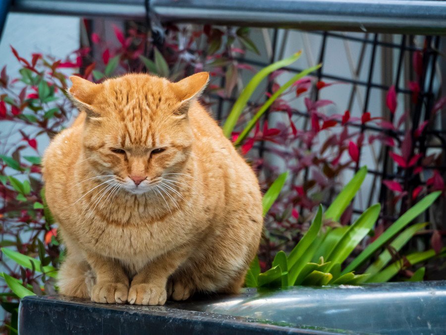 うつむく茶トラ猫