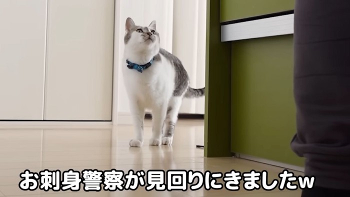 キッチンを覗く猫2