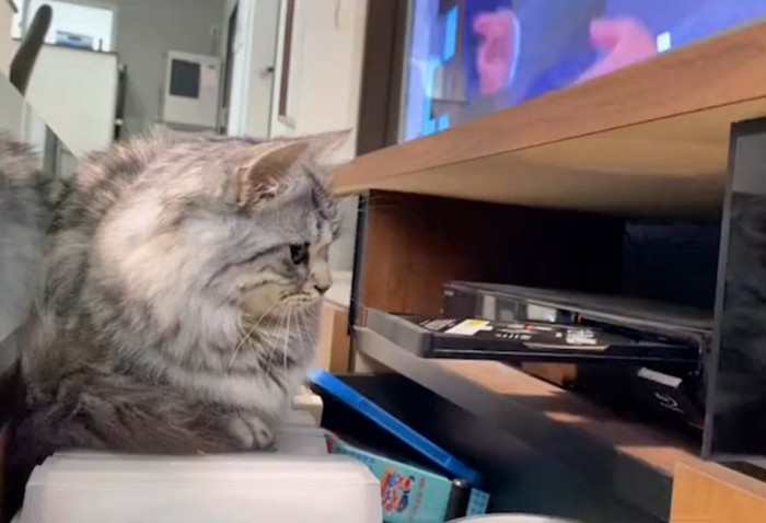 レコーダーを見つめる猫