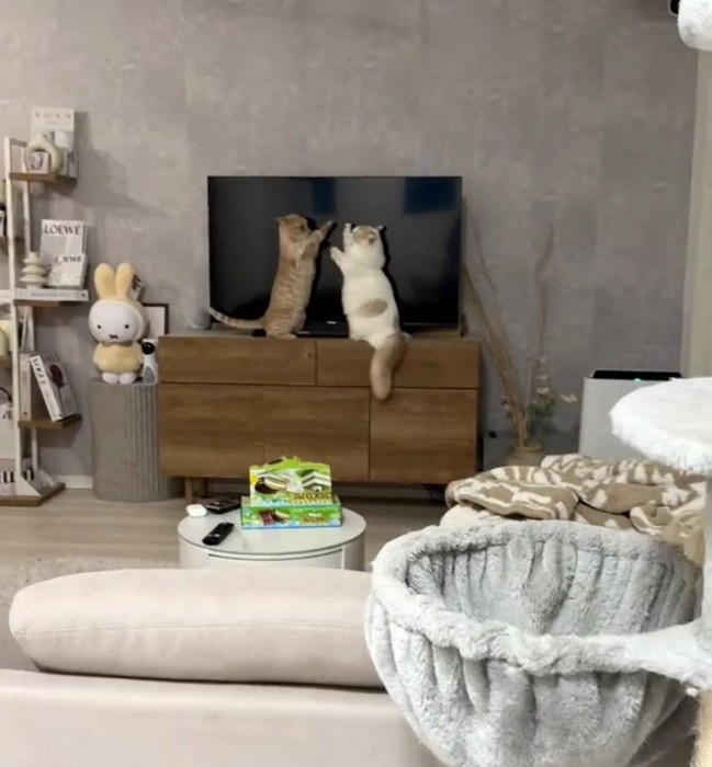 テレビの前でケンカをする2匹の猫