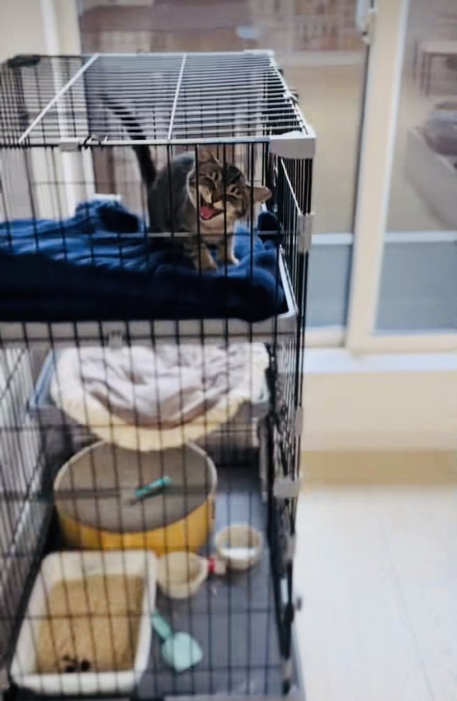 ケージの中で鳴く子猫