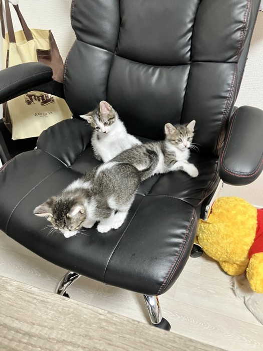 ソファに座る3匹の猫