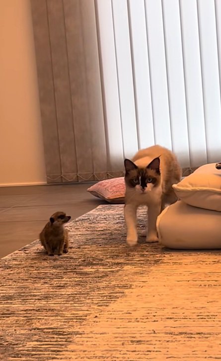 飼い主さんの元へ歩きだす猫