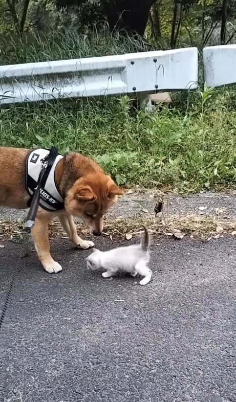 道路を歩いている子猫を見つめる柴犬