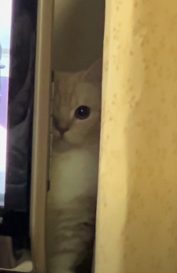 テレビの裏の縫くん