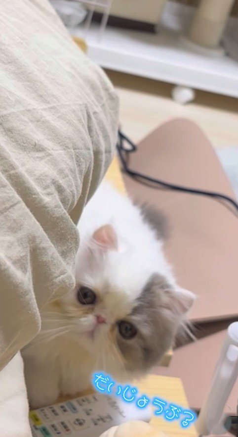 じっと見つめる子猫