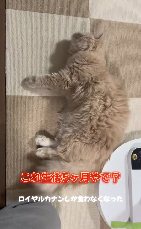 床に横たわる猫