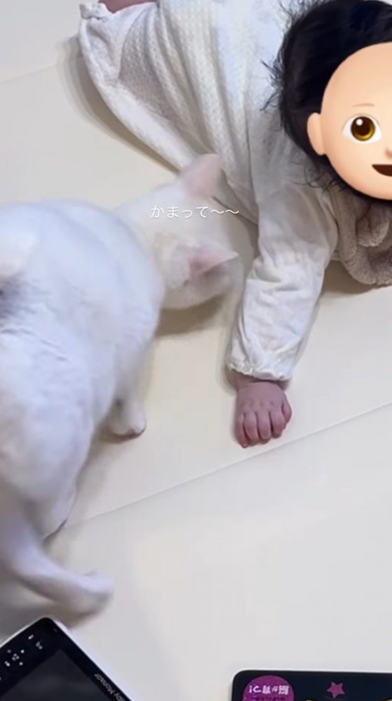赤ちゃんの方に歩いてきた猫