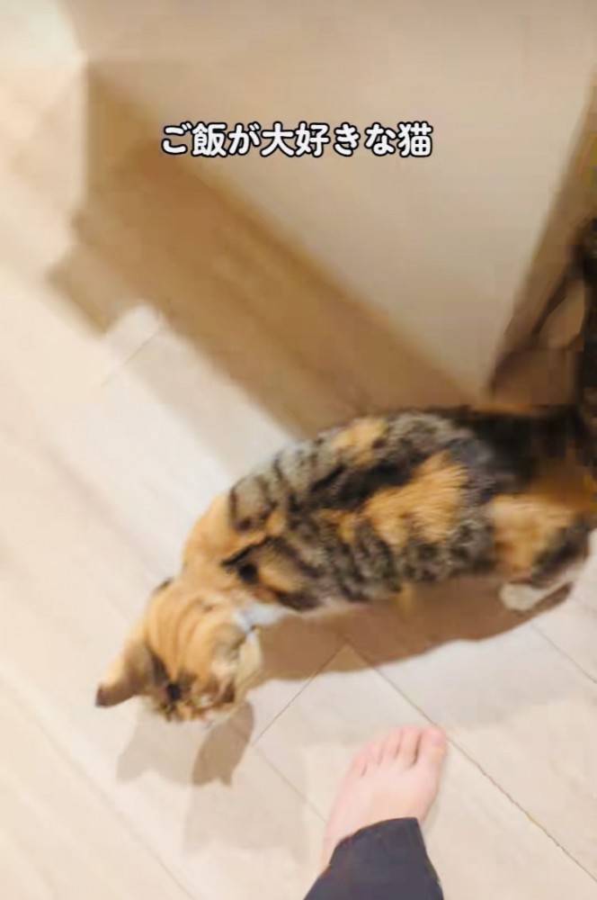 パパにごはんを催促するスコティッシュフォールド