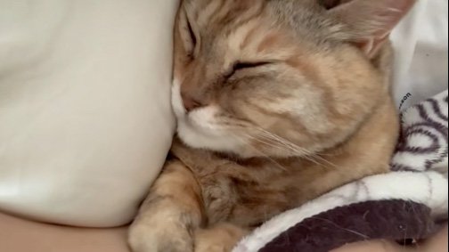 起きない猫
