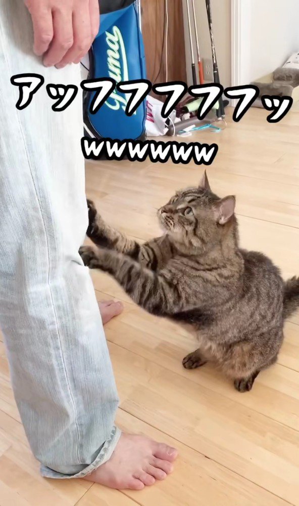 男性の脚を引っかく猫