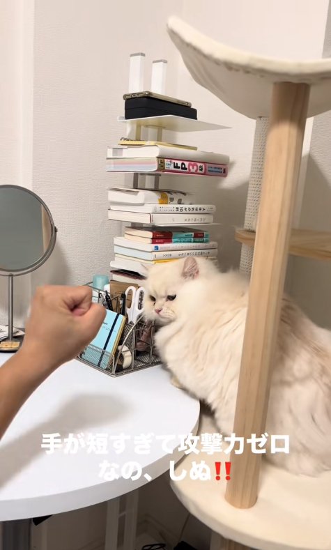 飼い主の拳を見つめる猫