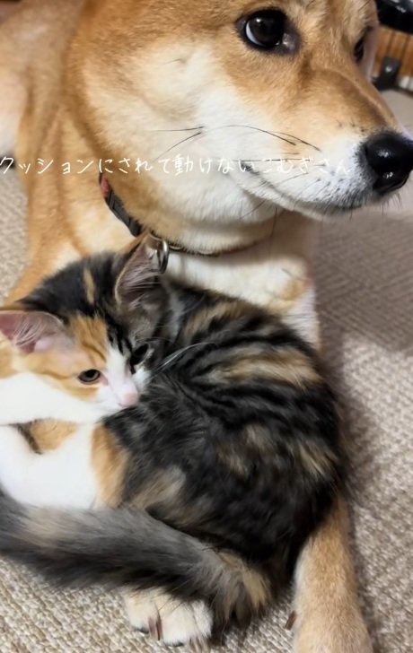 柴犬の腕の上に乗っている子猫のドアップ