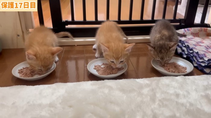 離乳食を食べる子猫たち