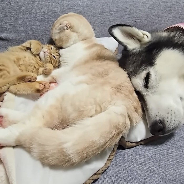 子猫の顔を舐める猫の写真