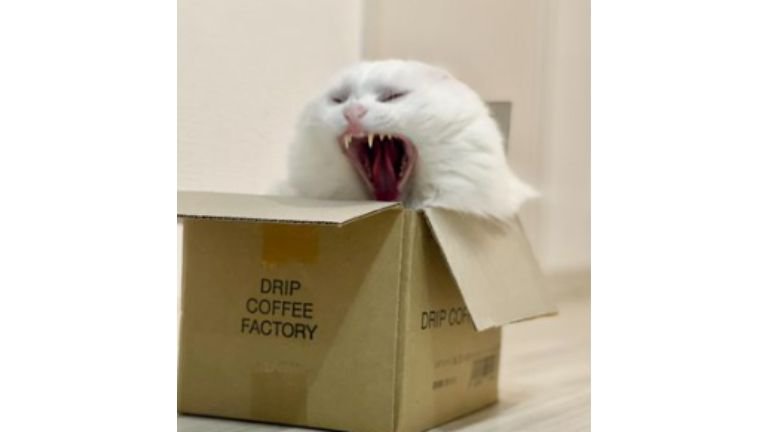 あくびしている猫