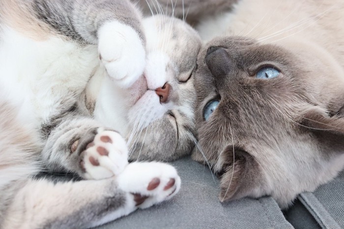 ソファで顔を寄せ合う2匹の猫