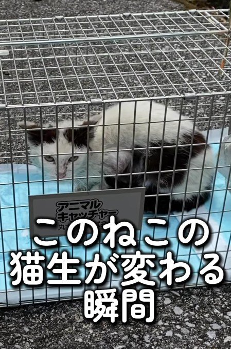 保護された猫
