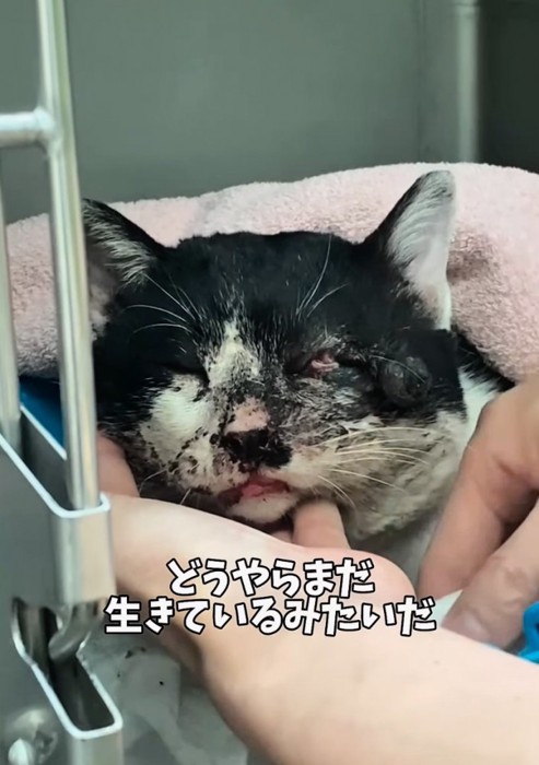 顔がボロボロになってしまった猫
