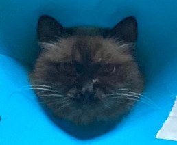 猫の顔のアップ3