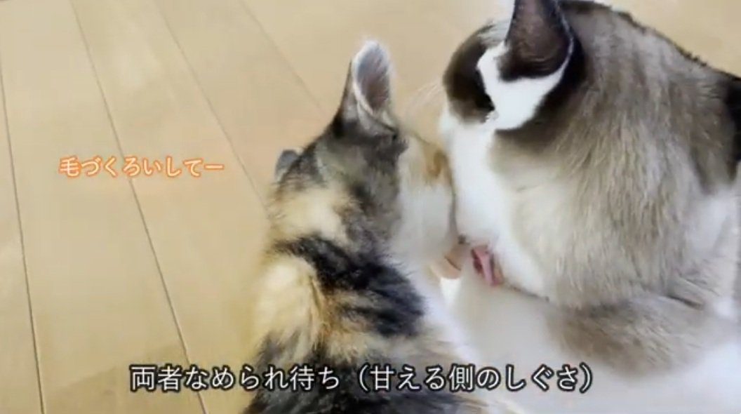 先住猫に毛づくろいしてほしそうな子猫