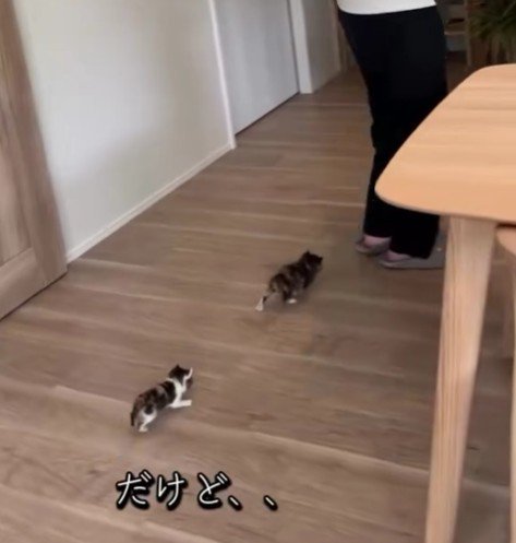 2匹の子猫