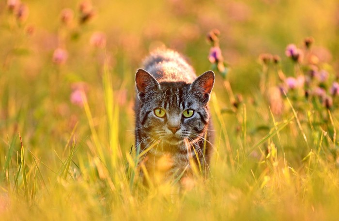 野外を探索中の猫