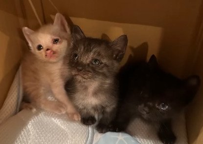 上を見上げる3兄妹猫