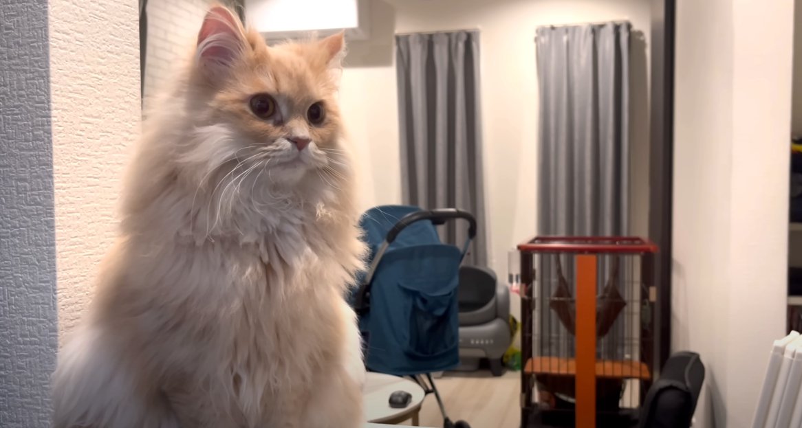 座って右の方を見る猫