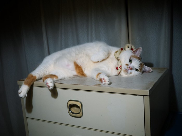 タンスの上で寝転がる猫