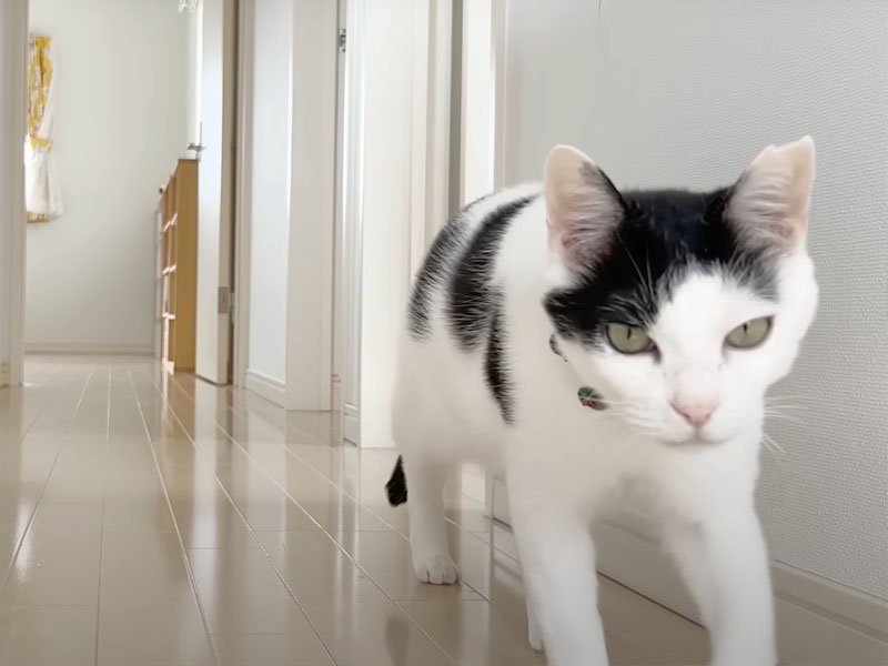 廊下を歩く猫