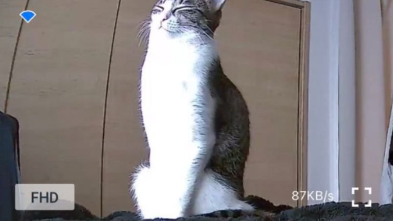 日光浴している猫