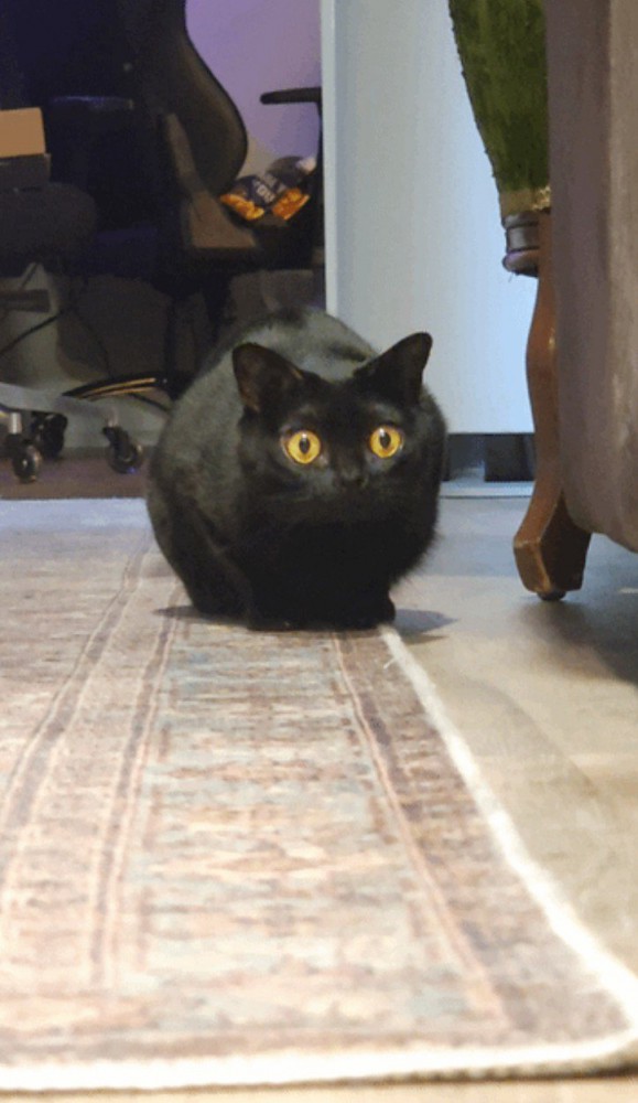 低姿勢で何かを狙う猫
