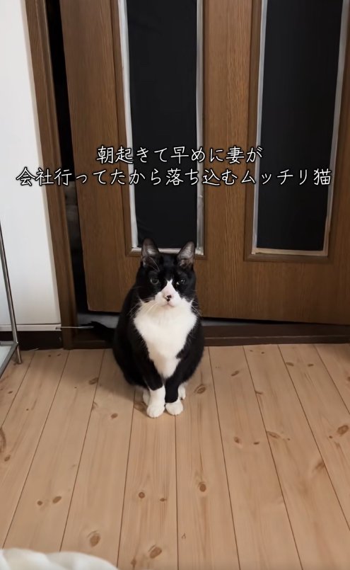 ドアの前でお座りをしている猫