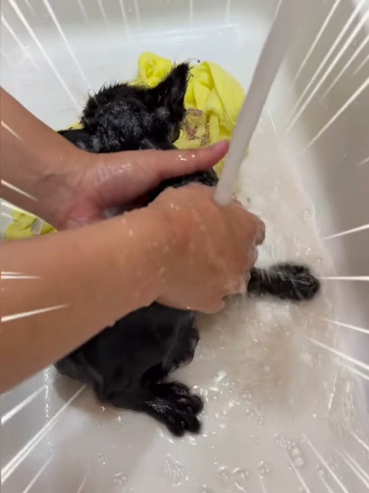 シャンプーされる子猫