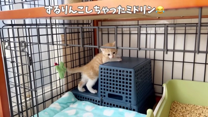 ずるりんこ