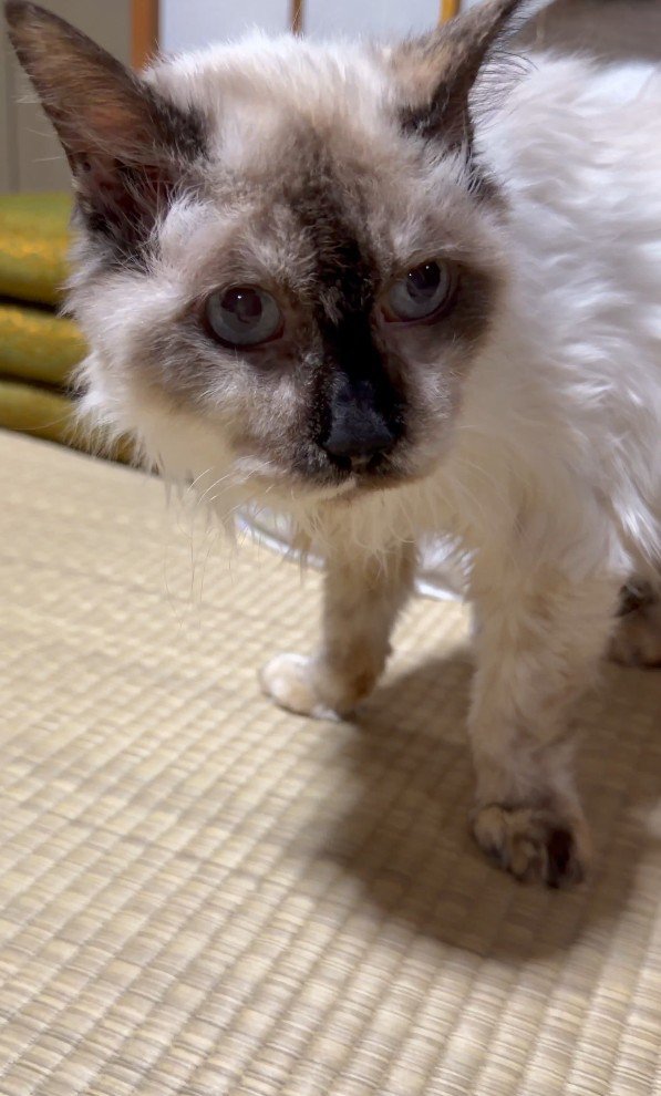 高齢の猫