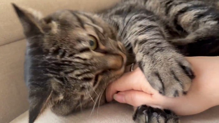 人の手を前足で挟む猫