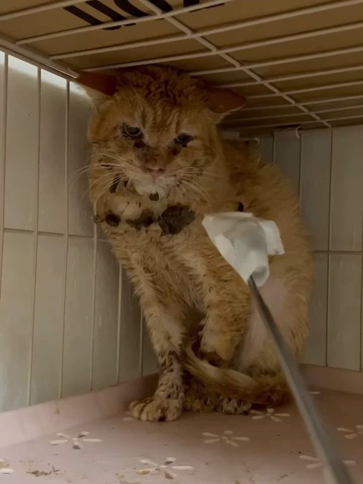 ケージの奥に座る猫