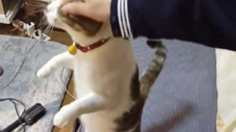 撫でられている猫